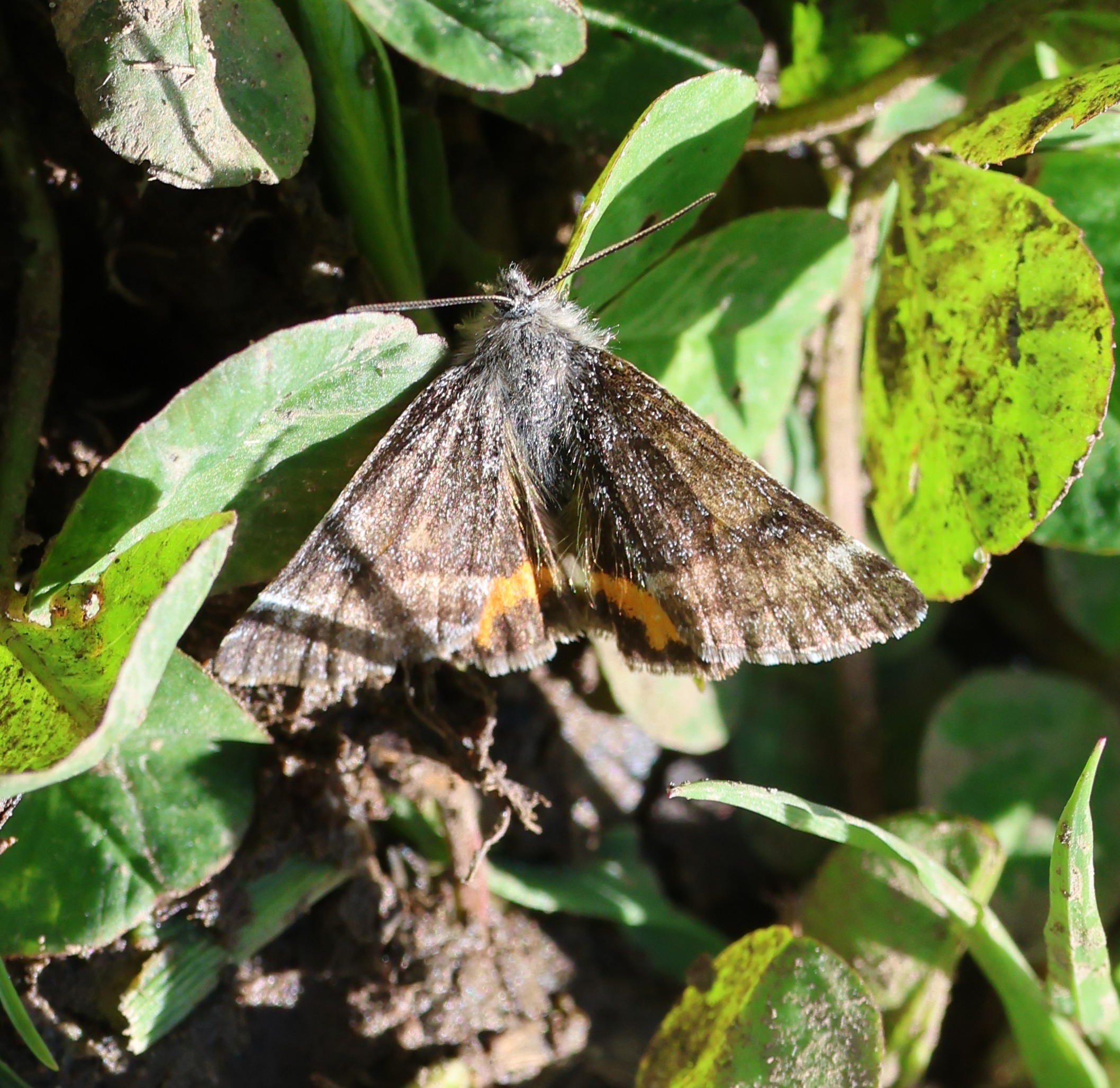 Photo of Orange Underwing (Archiearis parthenias)